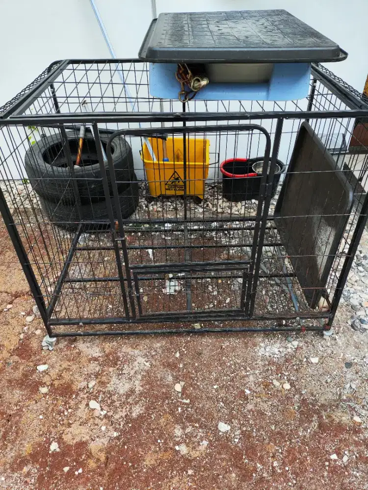 Kadang Anjing & Kucing besi