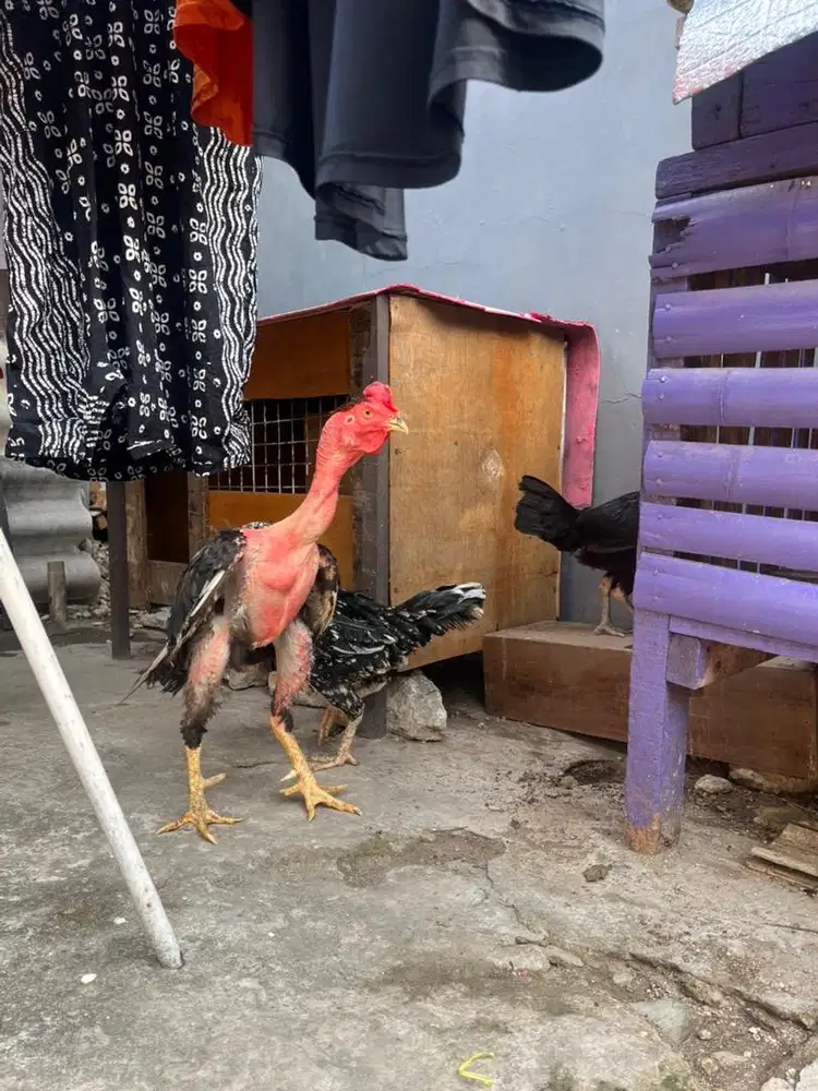 Dijual Murah Ayam Bangkok Vietnam (Sepasang)