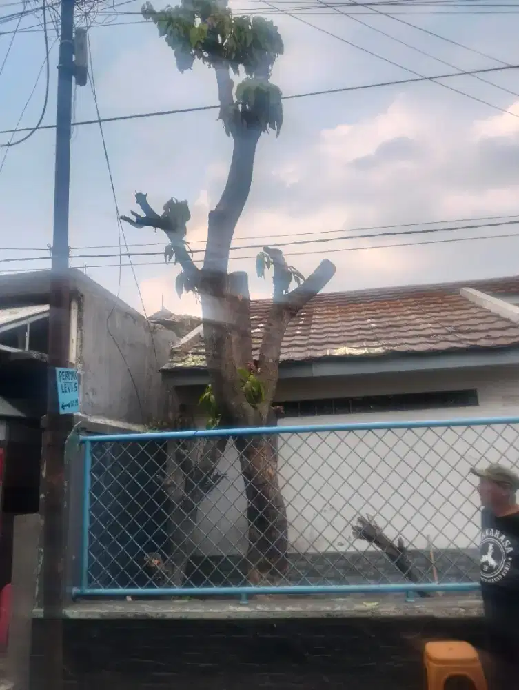 Jasa tebang pohon dan potong rumput