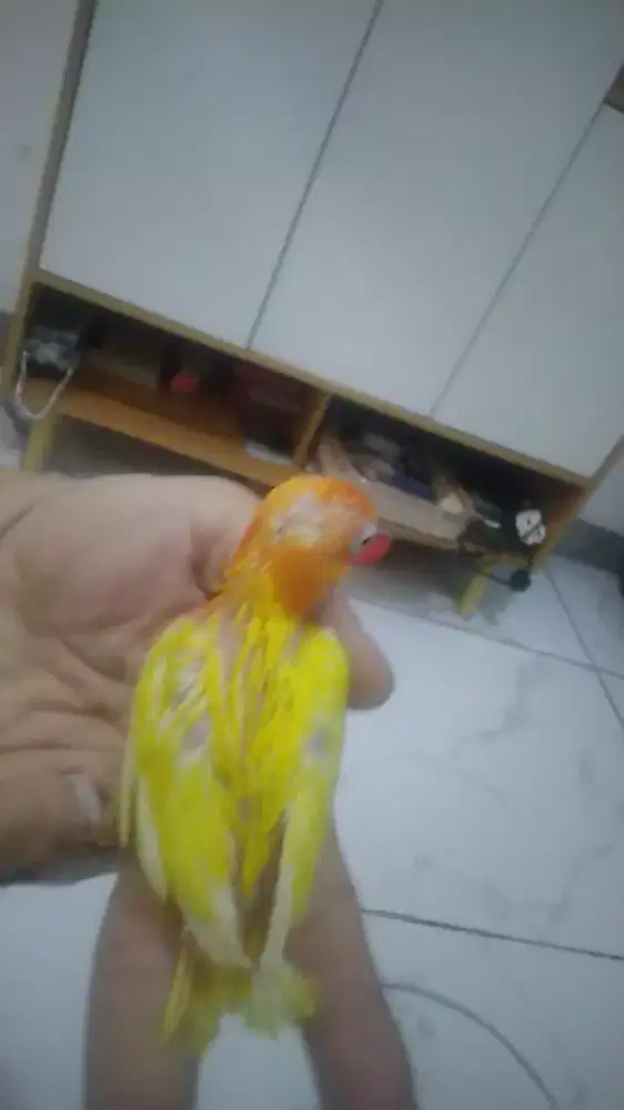 Di jual lovebird lutino mata hitam