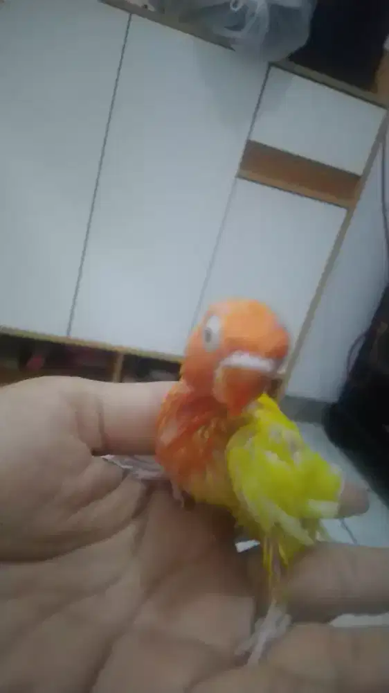 Di jual lovebird lutino mata hitam