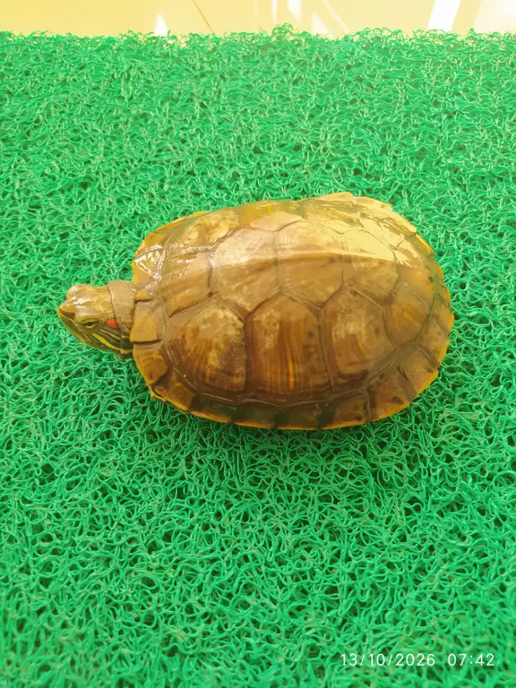 Kura Kura Brazil