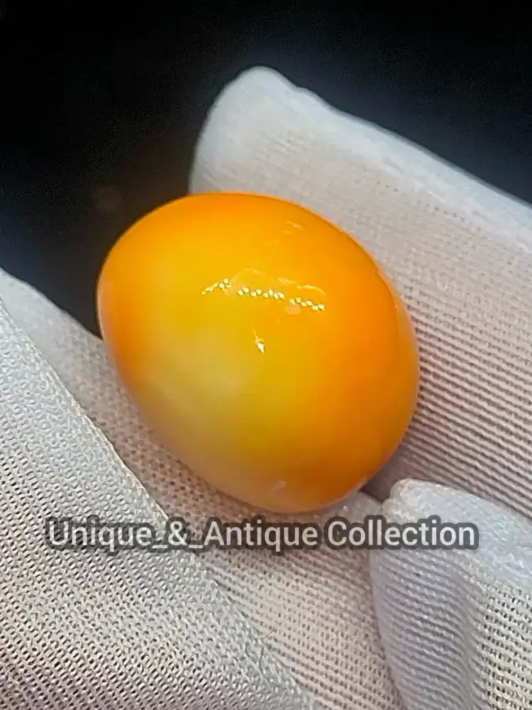 Mutiara Alam Kepala Kambing Cassis Pearl Emas Berlian Langka Mustika