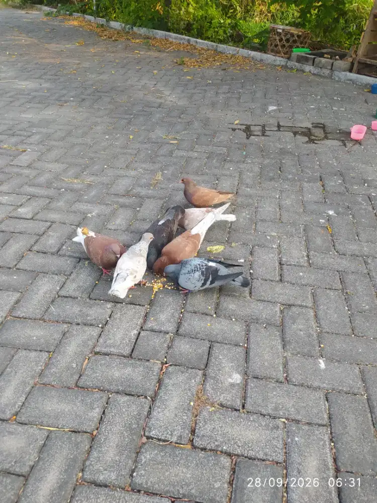 Burung Merpati / Doro