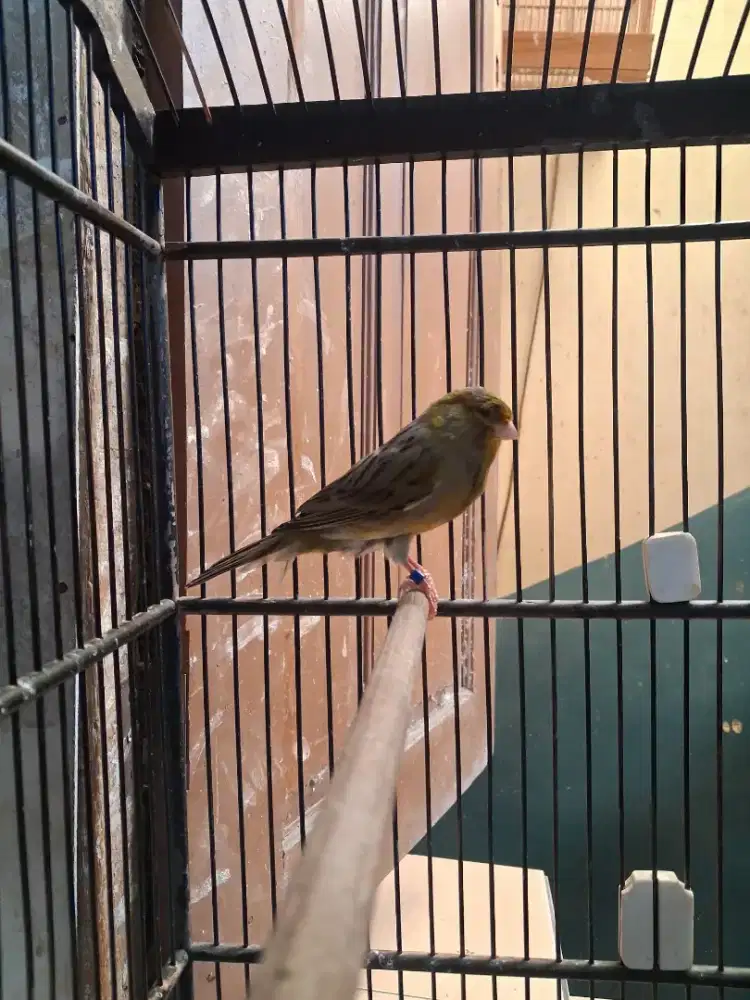 Burung kenari f2 ys