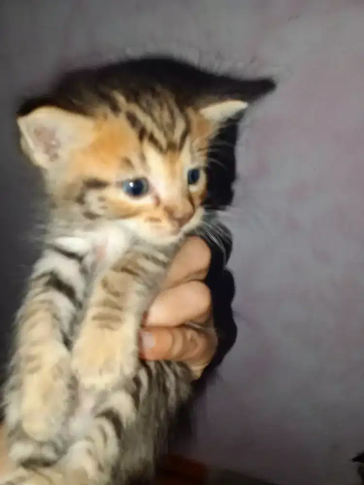 kiten kucing Persia betina dan jantan