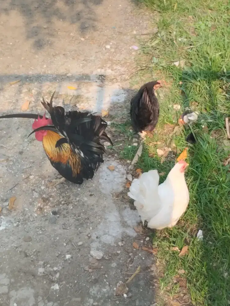 Ayam Kate Sepasang Dewasa