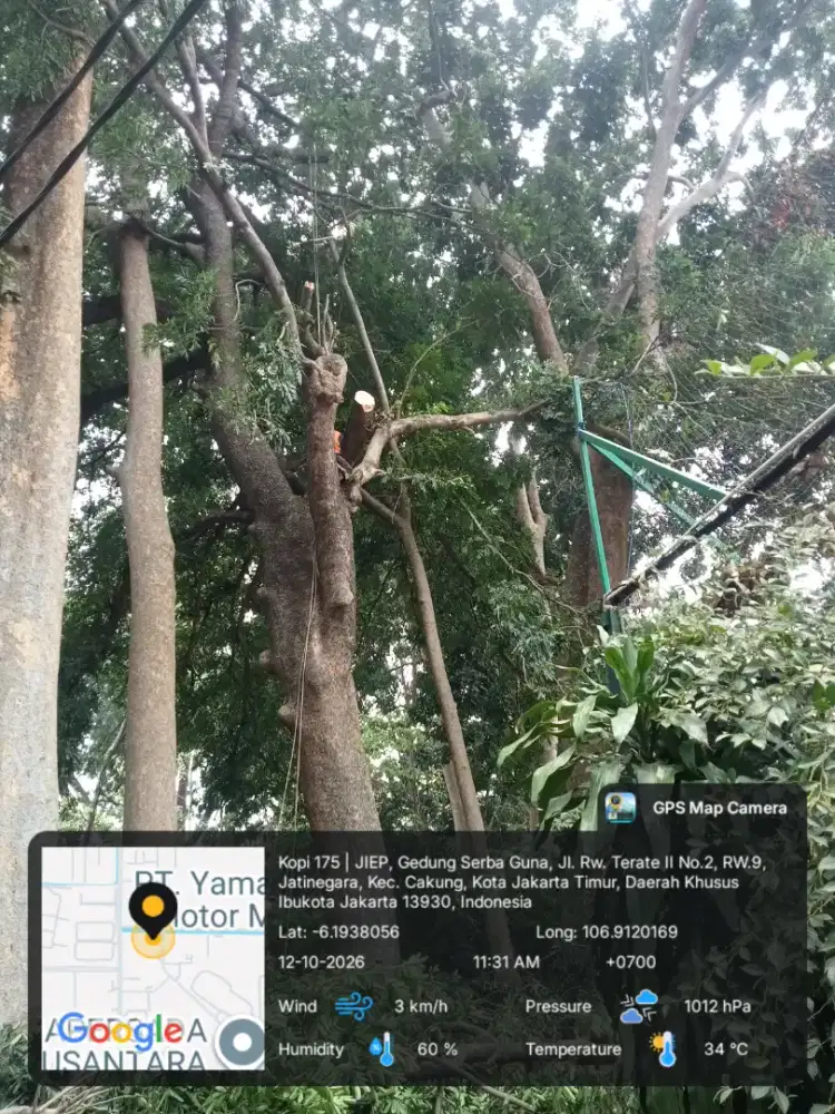 Jasa tebang pohon