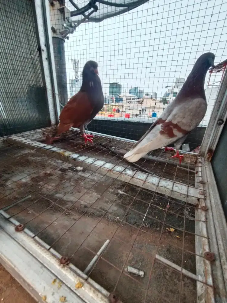 Edisi gk bisa urus ya blh d ksi bos dr surabaya llakian dobel ring