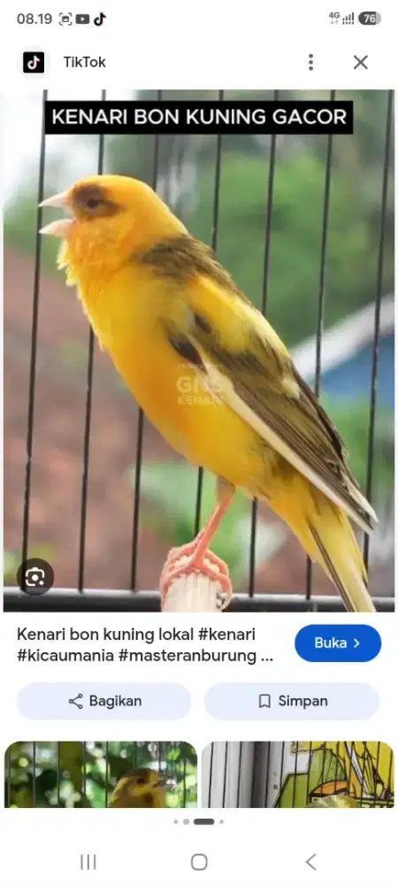 Kenari bold gacoran. Masih muda