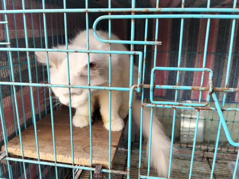 Kucing Persia putih