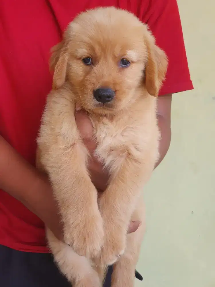 GOLDEN RETRIEVER