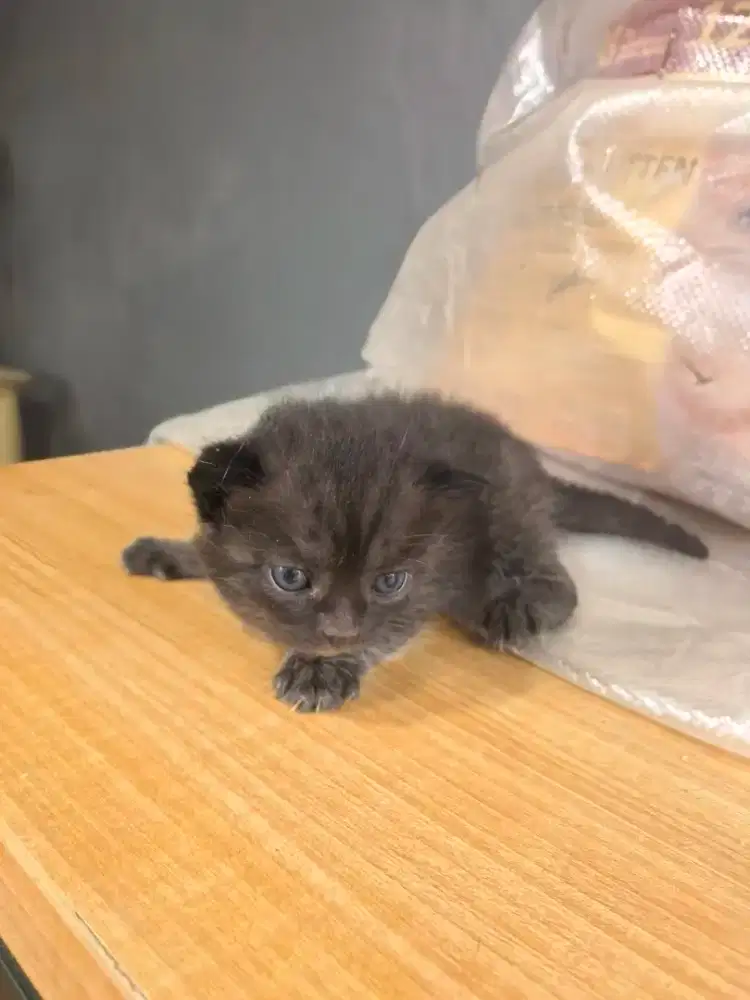Adopsi Anakan BSH dan BSH Campuran