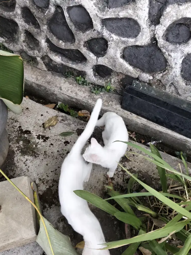 Kucing putih keturunan persia