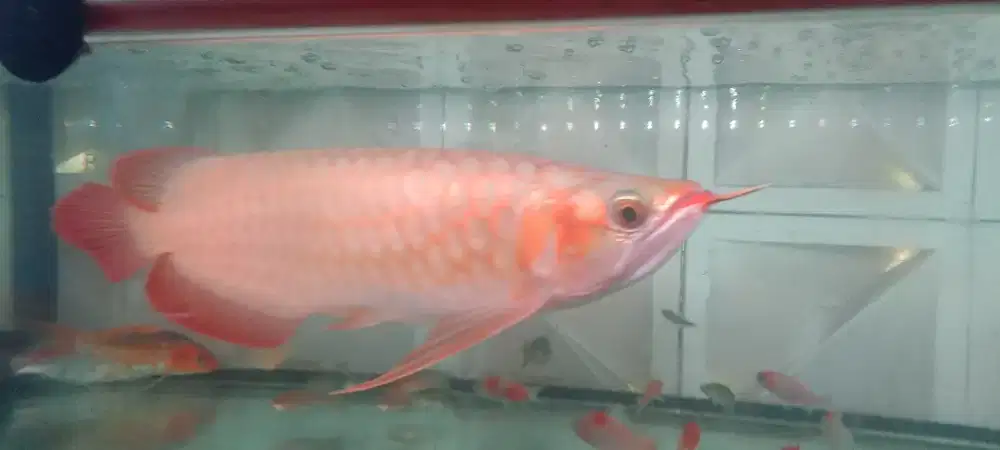 Arowana super red
