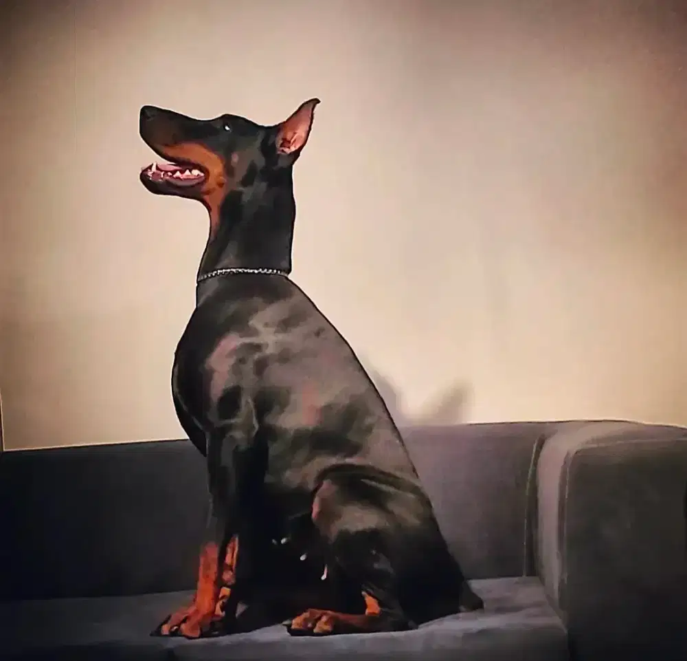 Doberman imp sama kandang