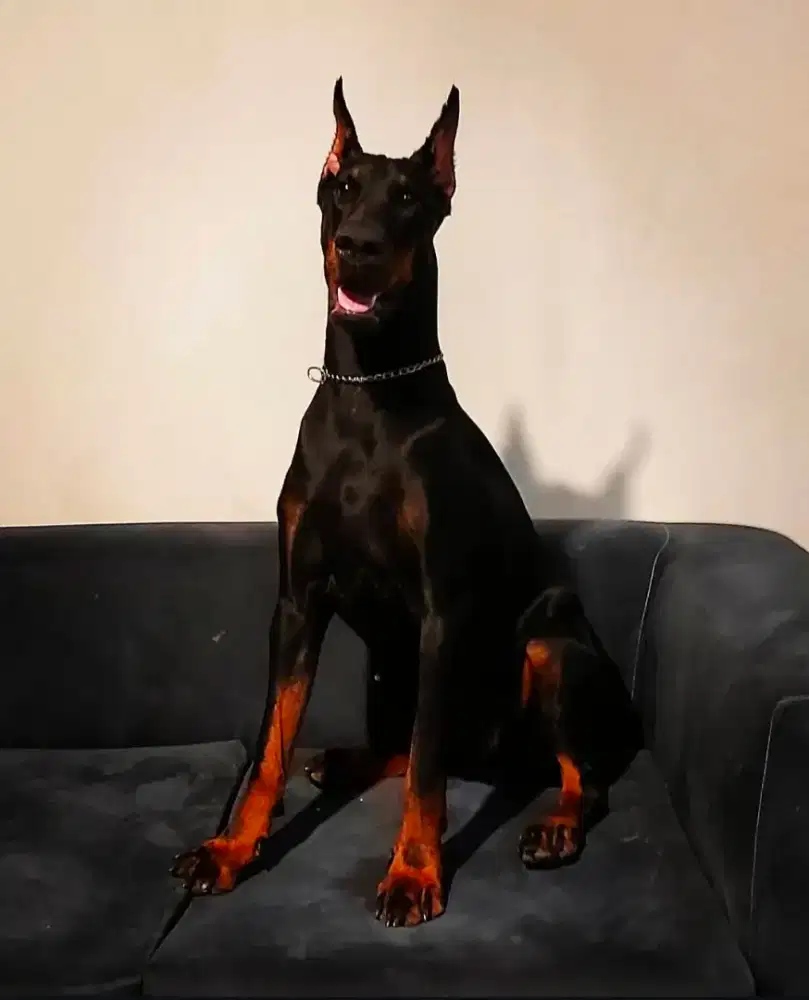 Doberman imp sama kandang