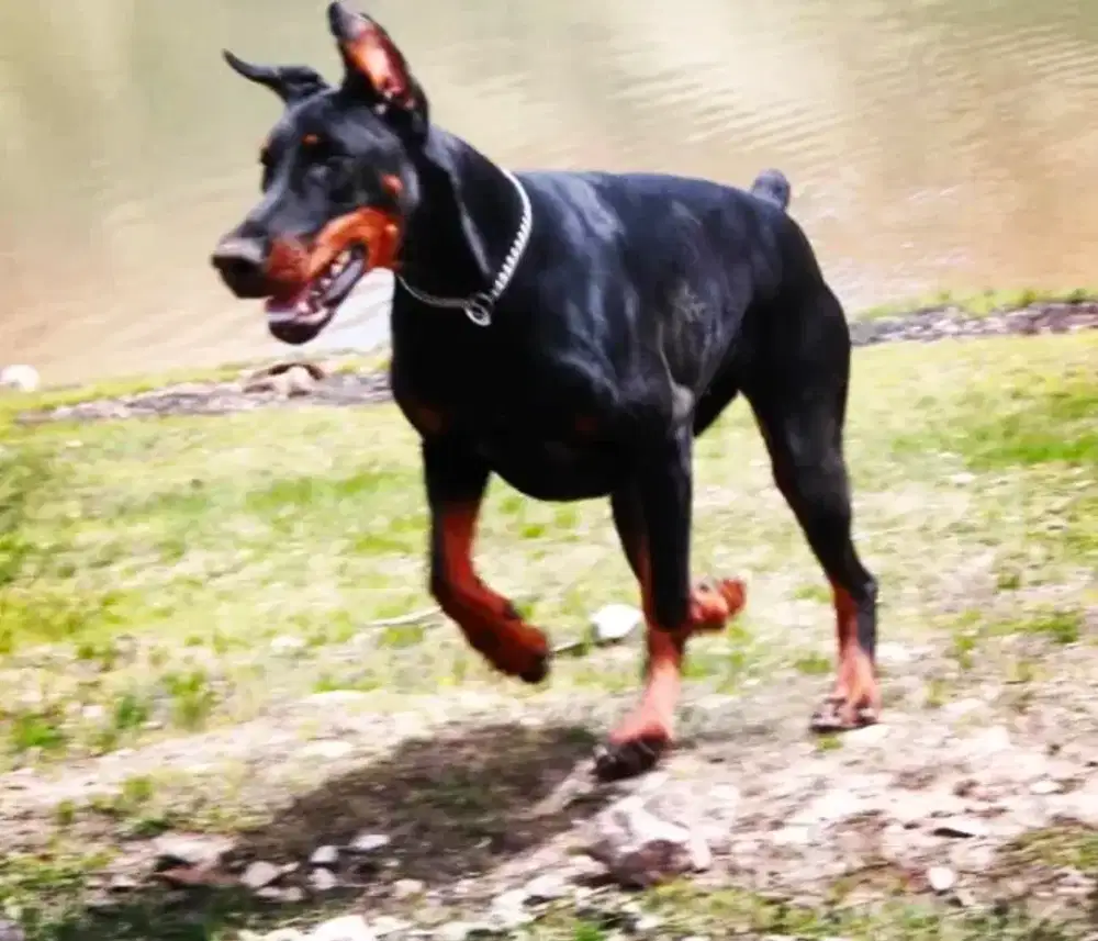 Doberman imp sama kandang