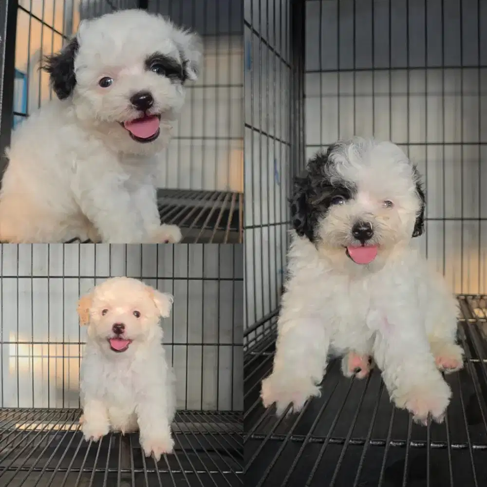 Anak Anjing Poodle Jantan Betina
