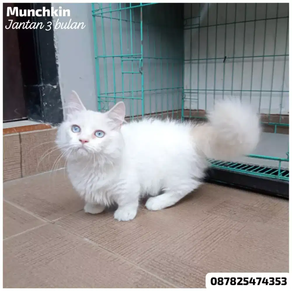 kucing munchkin lucu