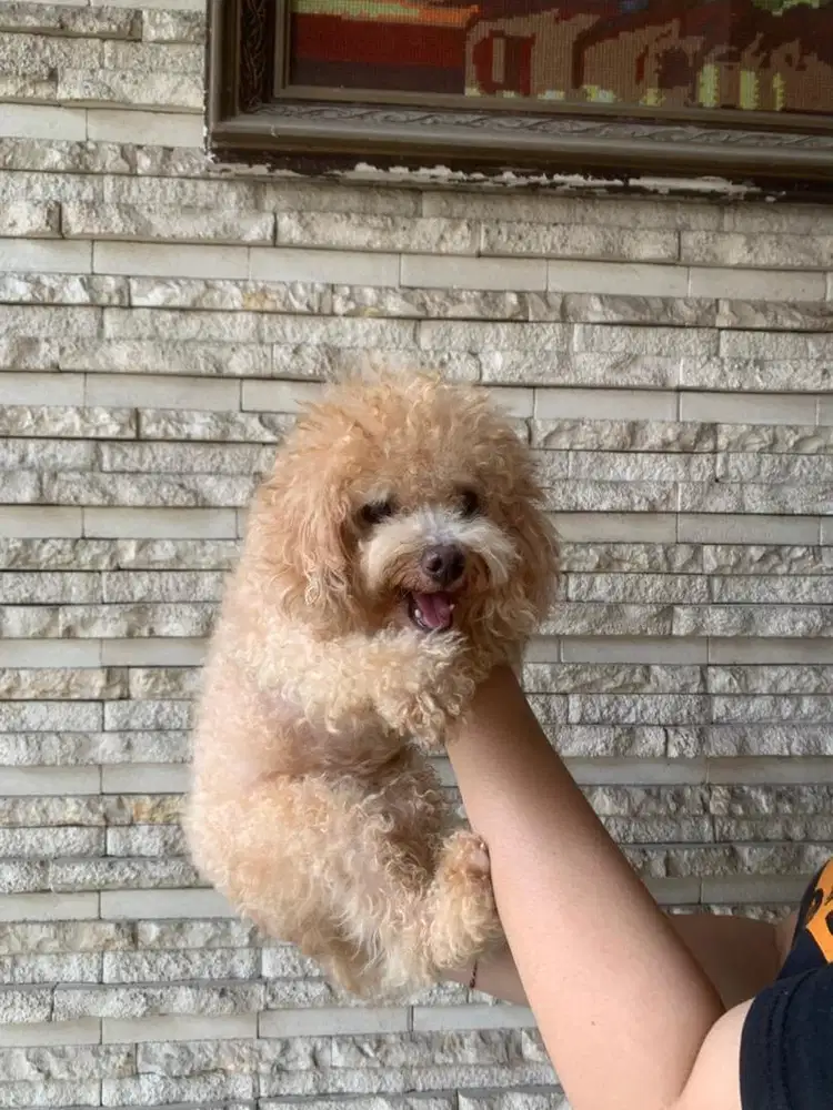 Anjing Poodle cokelat