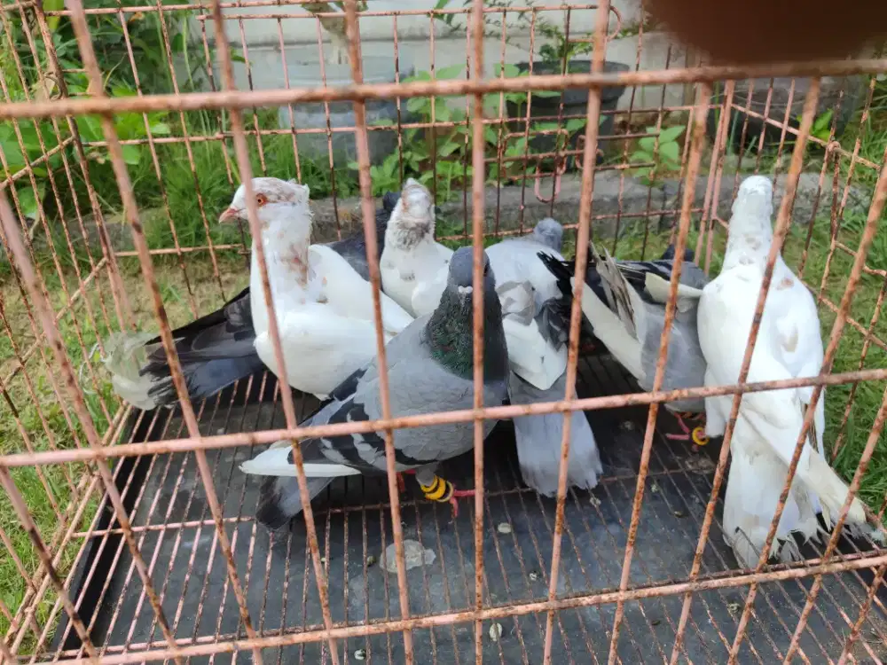 Merpati tinggian jos