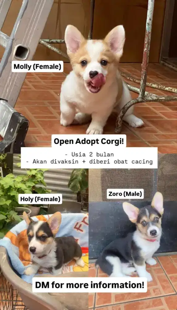 Jual Anakan Corgi untuk 3 bln, kosongan