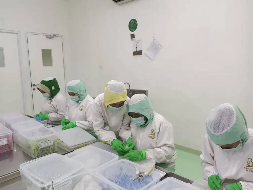 LOWONGAN CABUT SORTIR SARANG WALET (WANITA)