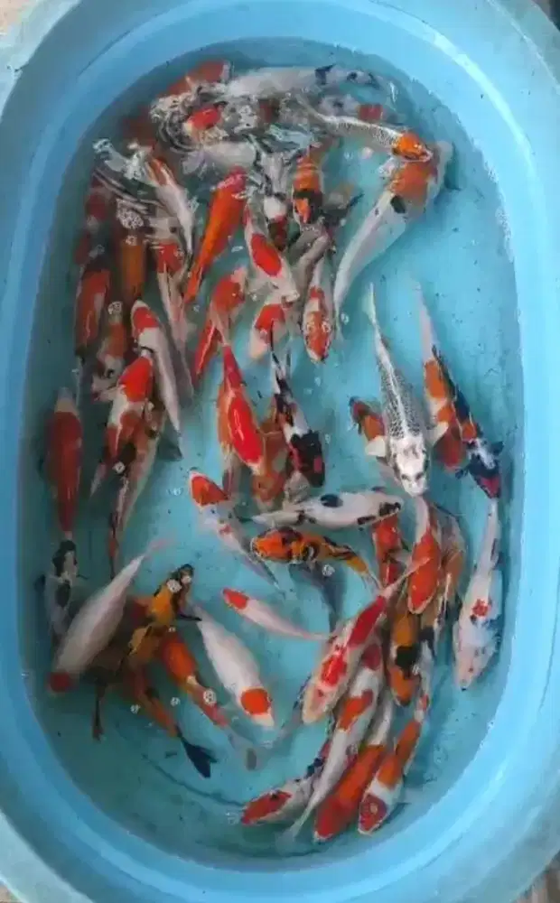 IKAN KOI BLITAR TURUNAN IMPORT