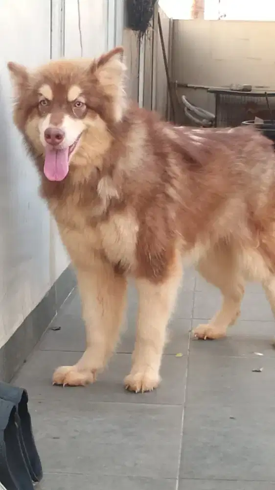 Alaska malamute