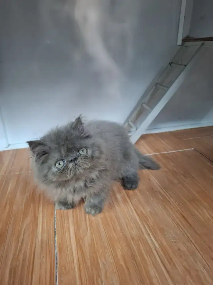 Kucing Persia Peaknose