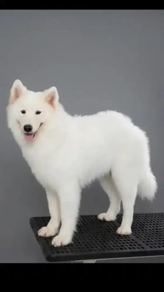 Anjing samoyed betina