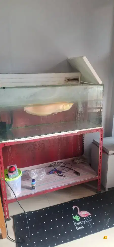 Jual aquarium second dan arwana