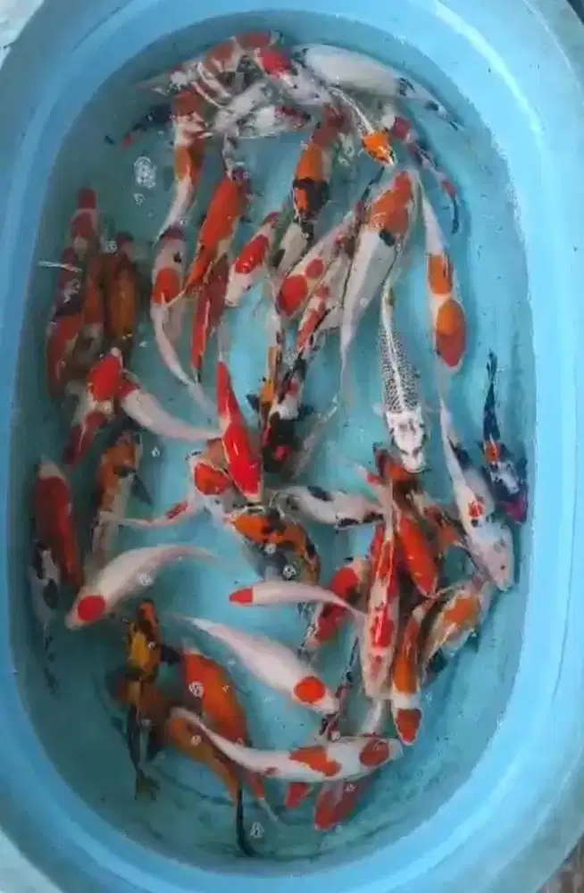 IKAN KOI TARIAN IKAN KOI BAWA HOKY