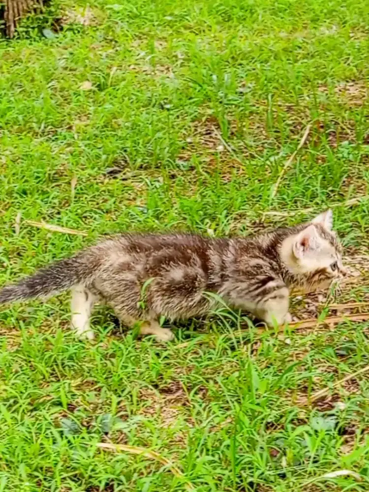 Kitten Munchkin Shorthair