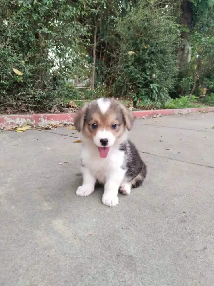 Corgi puppies jantan