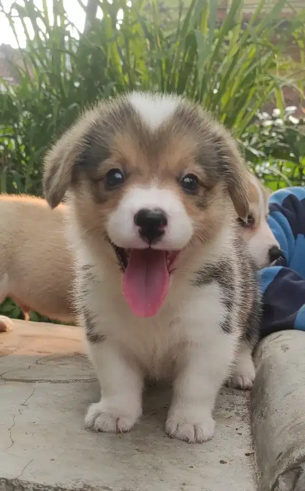 Corgi puppies jantan