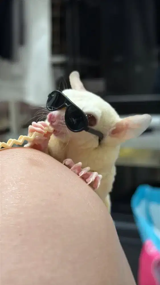 Sepasang sugar glider sedang hamil
