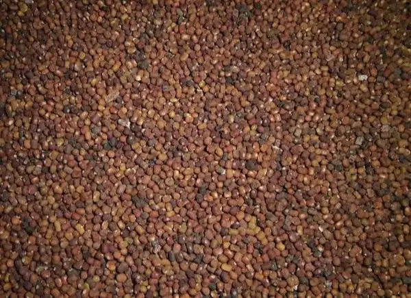 JUAL BENIH PUERARIA JAVANICA (PJ) – BENIH LCC (LEGUME COVER CROP)