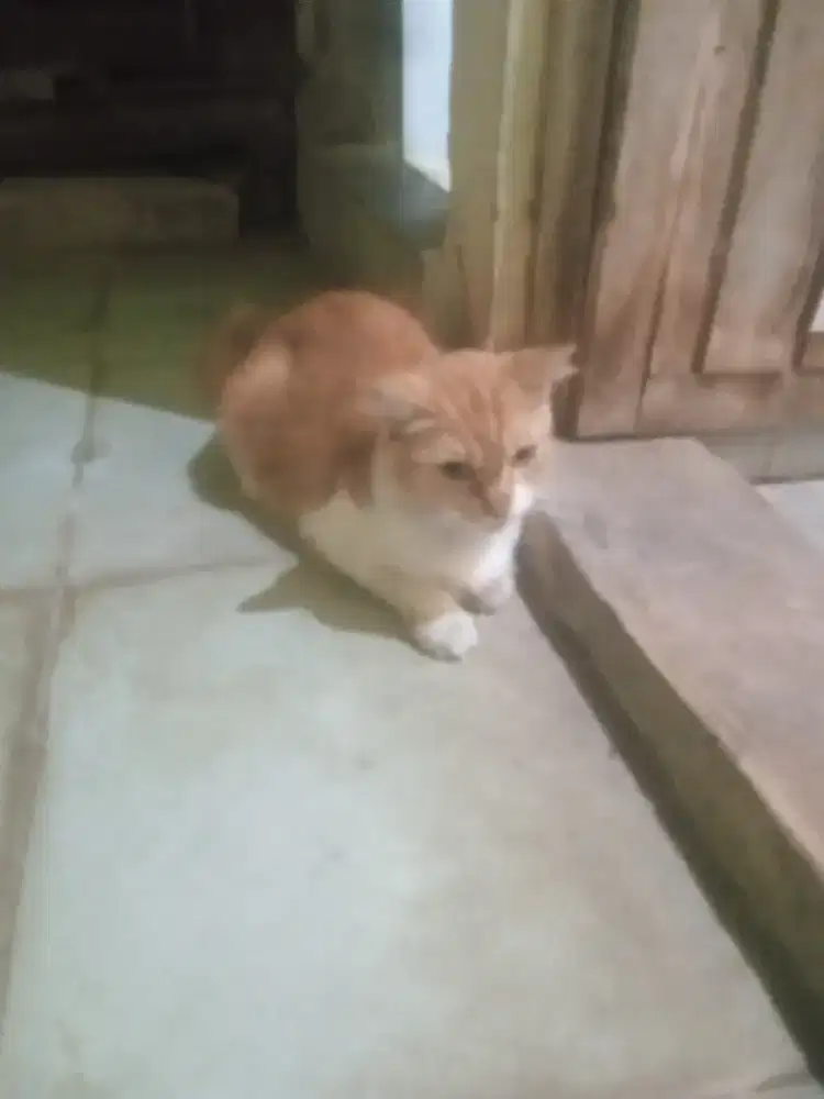 Indukan dan anaknya