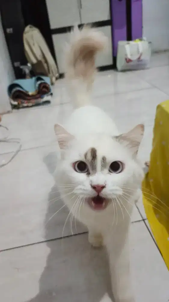 Jual Kucing lucu 700.000 Bonus kandang