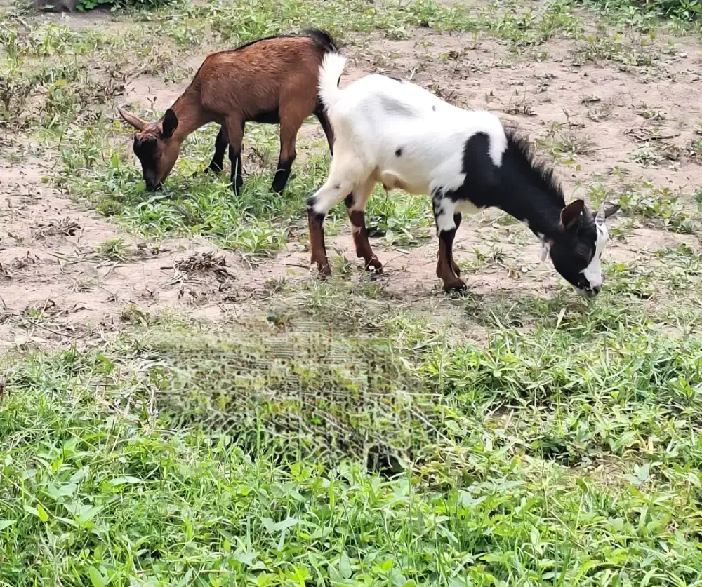 Kambing mini dewasa