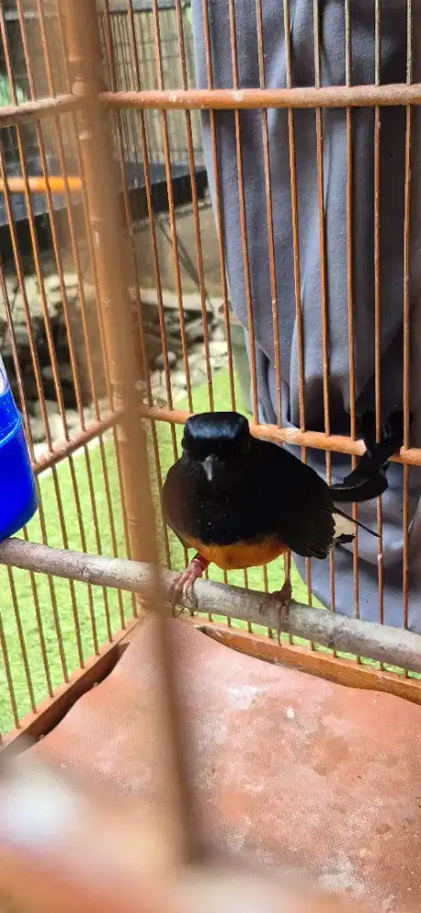 Murai Batu Sertifikat MBRK