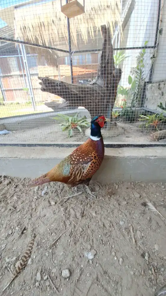 Ayam ringneck sepassng dewasa
