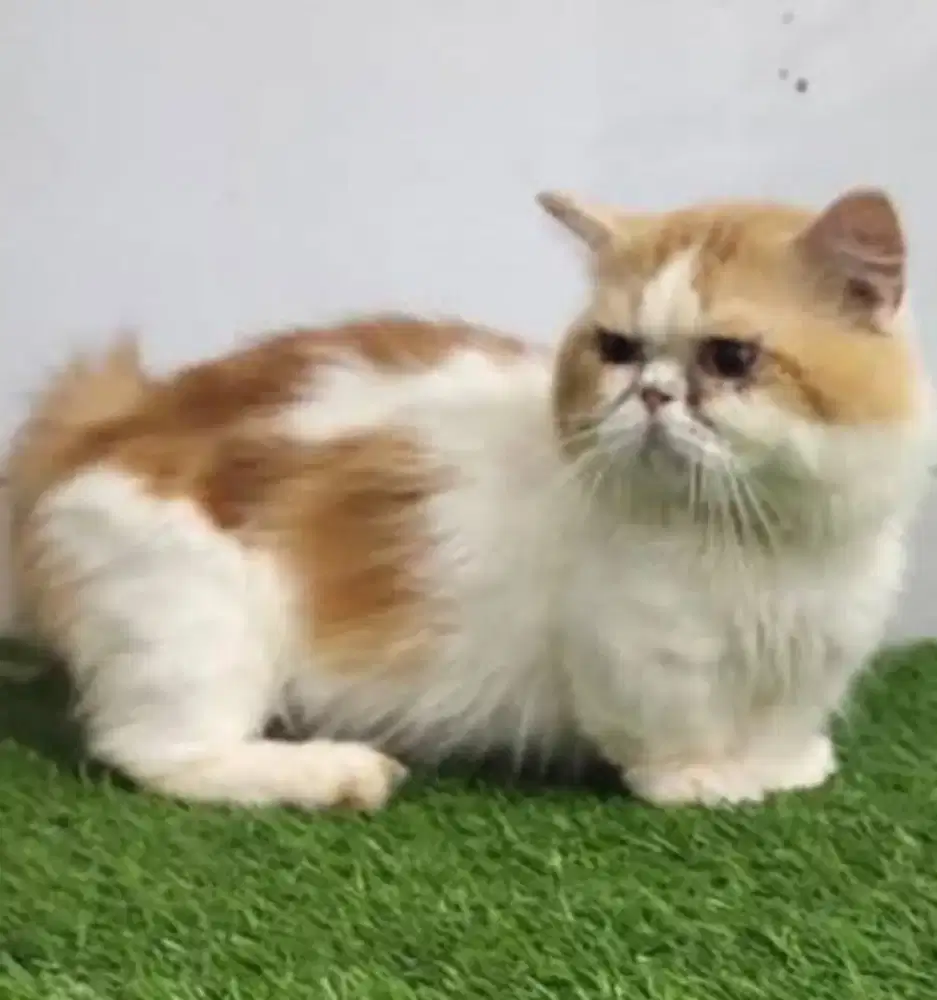 Munchkin Jantan Pesek cebol