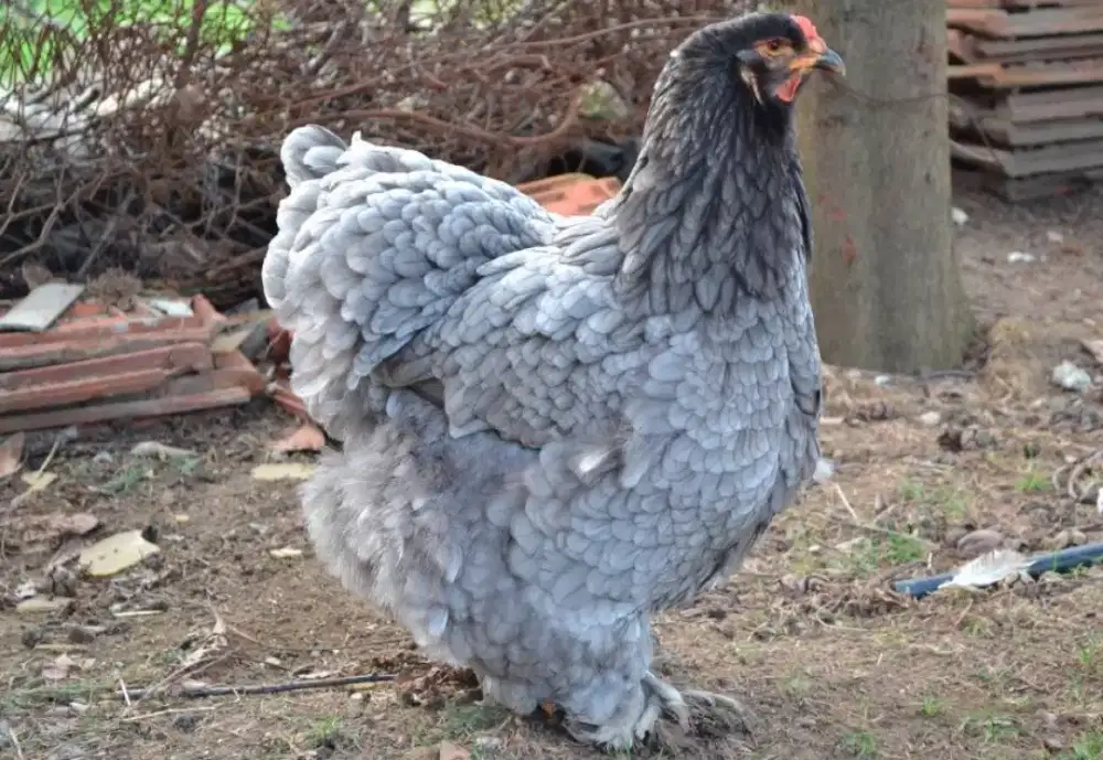 Ayam bahma warna Abu