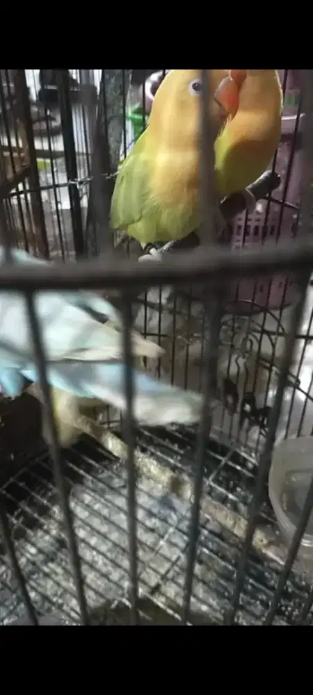 Lovebird Biola aqua PF , B1(MM)