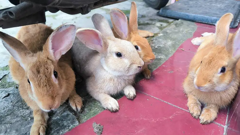 INDUKAN KELINCI LOKAL