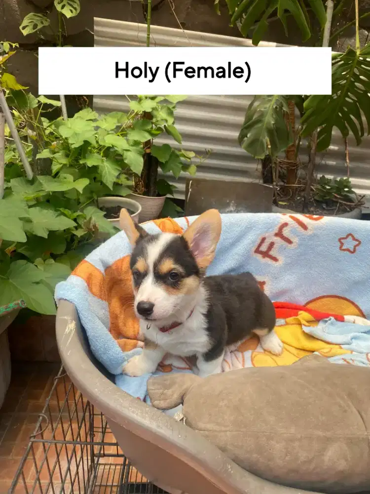 Anak Corgi Short Hair (2.5 bulan)