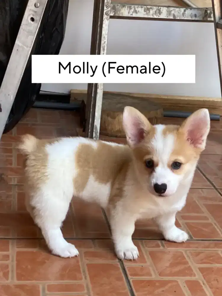 Anak Corgi Short Hair (2.5 bulan)